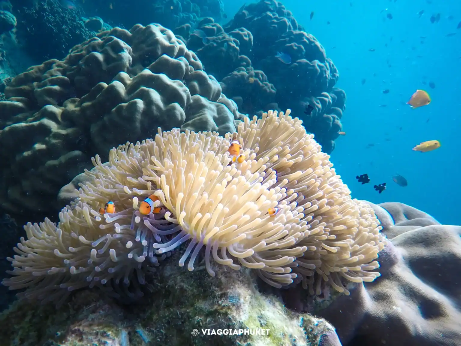 Pesci "nemo" alle Surin