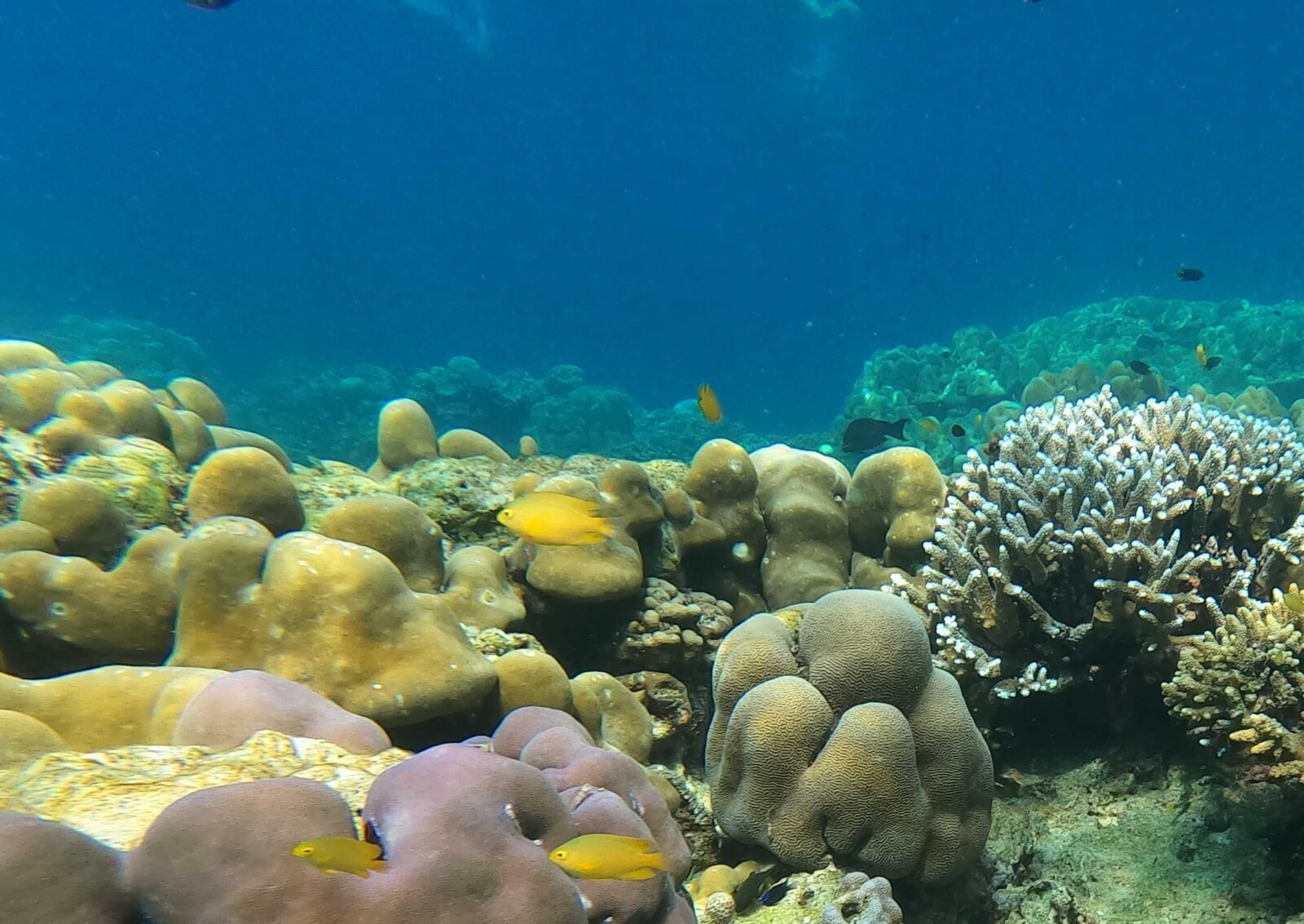 Surin_Island_2025-26_19