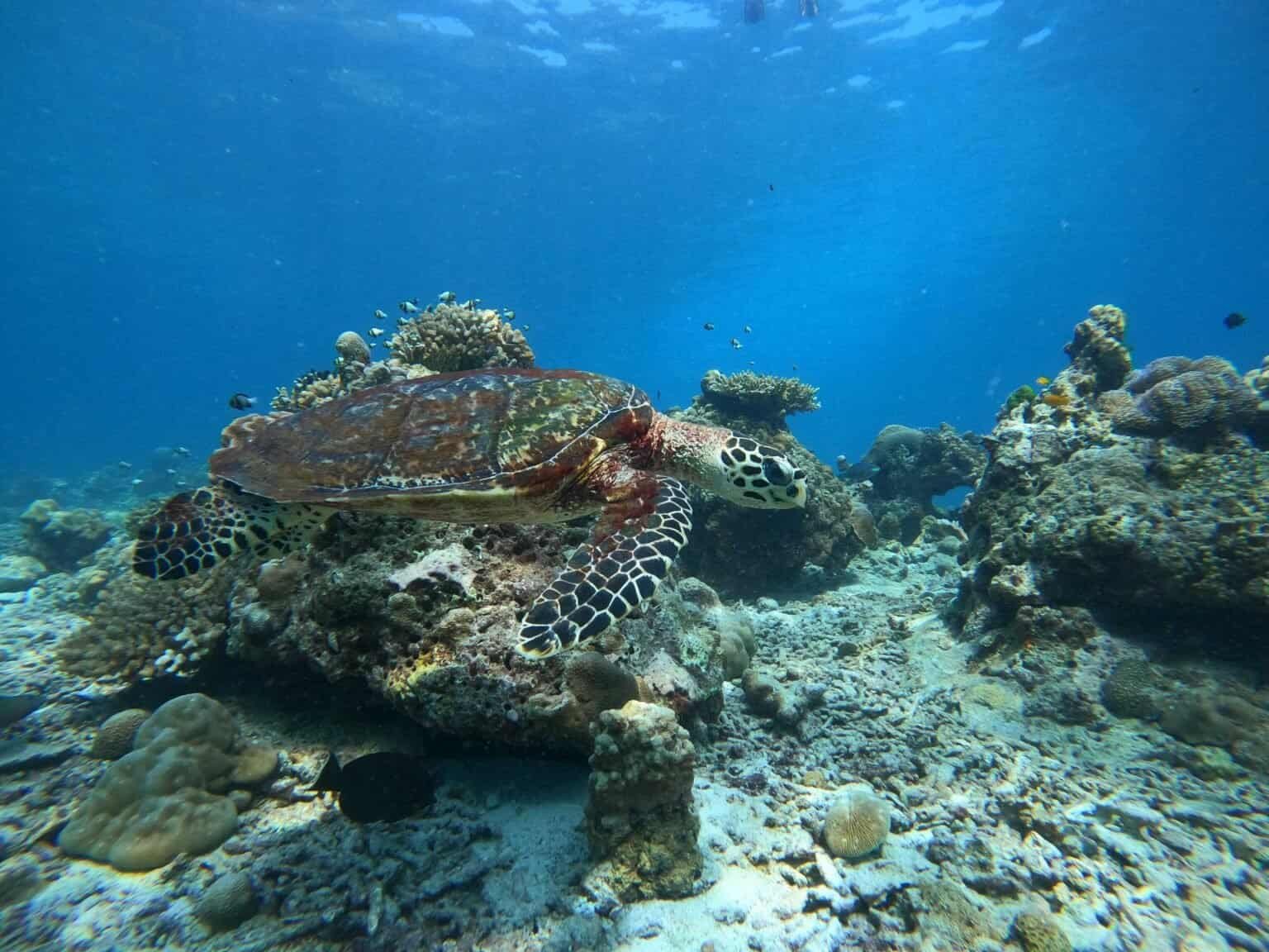 Tartaruga alle Similan
