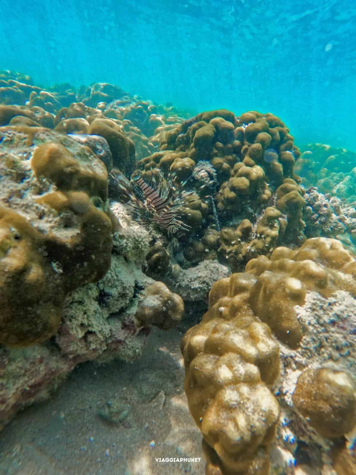 Snorkeling al Parco Nazionale Sirinat con pesci tropicali vicino alla riva