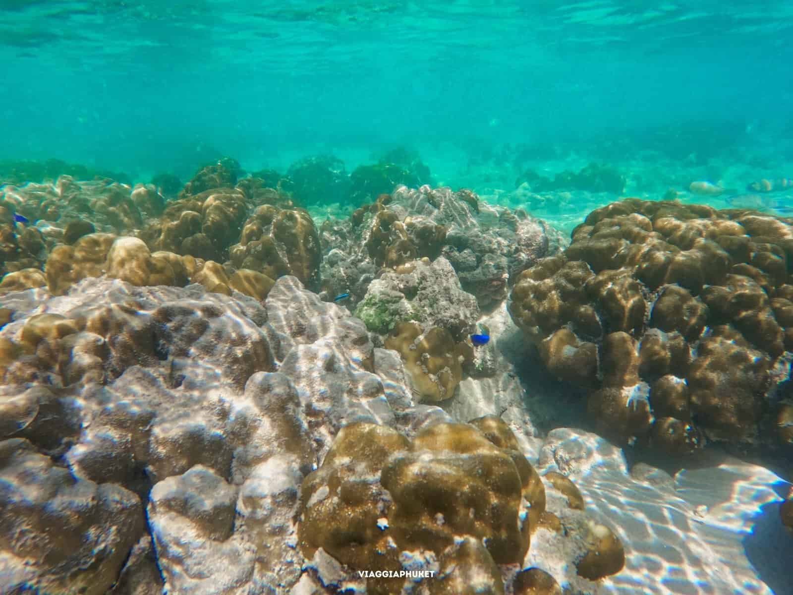 Snorkeling a Nai Yang Sirinat National Park con pesci e coralli vivi