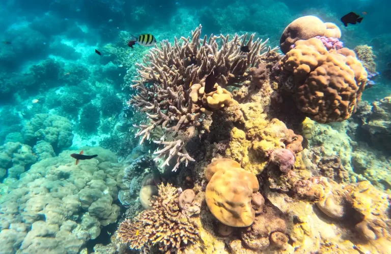 Snorkeling alle isole by viaggia phuket-11